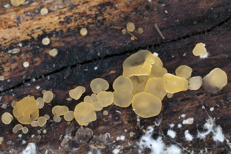 Dacrymyces stillatus